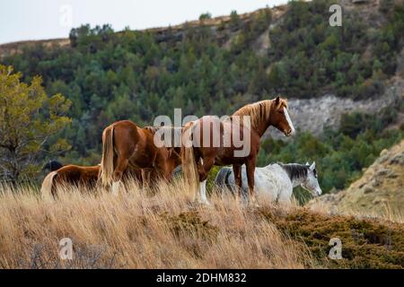 Groupe de chevaux sauvages, faisant partie d'un troupeau de démonstration comme symbole de notre patrimoine culturel, dans l'unité sud du parc national Theodore Roosevelt près de Medora Banque D'Images