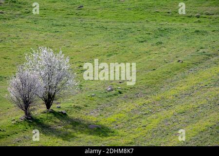 Arbre fruitier en fleur blanche. Fleurs sauvages et herbe de printemps luxuriante. Ciel de printemps clair et lumineux au mois d'avril. Banque D'Images