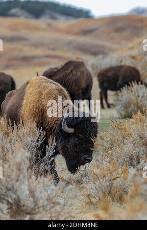 Bison, icône des grandes plaines, dans les prairies du parc national Theodore Roosevelt, près de Medora, Dakota du Nord, États-Unis Banque D'Images