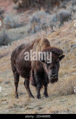 Bison, icône des grandes plaines, dans les prairies du parc national Theodore Roosevelt, près de Medora, Dakota du Nord, États-Unis Banque D'Images