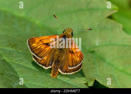 Grand skipper (Ochlodes sylvanus, homme) de la soutyh-Norvège occidentale. Banque D'Images