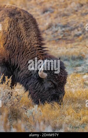Bison, icône des grandes plaines, dans les prairies du parc national Theodore Roosevelt, près de Medora, Dakota du Nord, États-Unis Banque D'Images