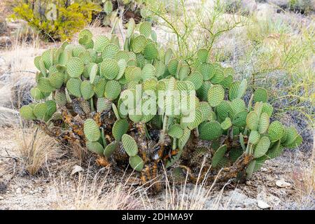 La poire en pickly Engelmann (Opuntia engelmannii) du désert à Picketpost Mountain, les Superstitions, Arizona. Banque D'Images