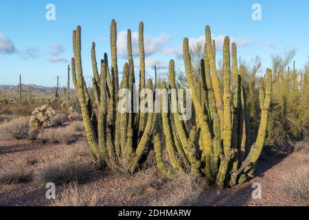 Cactus à pipe d'orgue (Stenocereu thurberi) du monument national de cactus à pipe d'orgue, dans le sud de l'Arizona. Banque D'Images