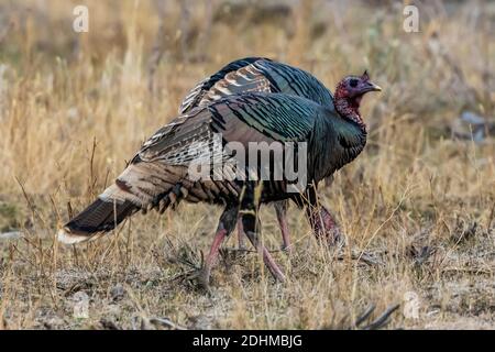 Dindes sauvages, Meleagris gallopavo, se nourrissant dans les prairies autour de paisible Valley Ranch dans le parc national Theodore Roosevelt près de Medora, Dakota du Nord, U Banque D'Images