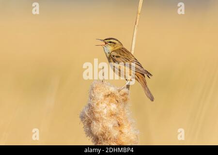 Paruline de perrode Acrocephalus schoenobaenus oiseau chantant dans les roseaux pendant le lever du soleil. Saison de printemps Banque D'Images