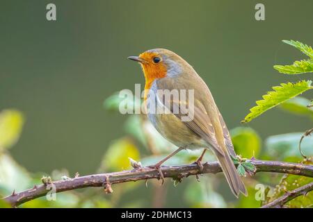 Gros plan d'un robin européen erithacus rubecula chantant dans un forêt verte Banque D'Images