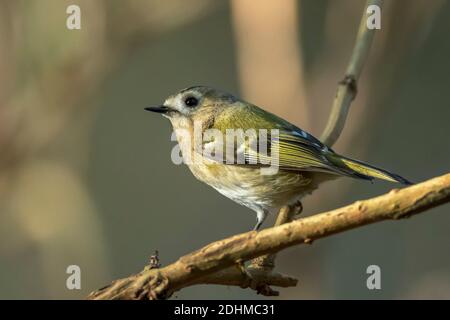 Gros plan d'un oiseau de Goldcrest, Regulus regulus, qui fourrasse à travers des branches d'arbres et de brousse Banque D'Images