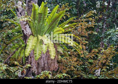 Fougères nivères (Asplidium sp.) de la réserve forestière de Deramakot, Sabah, Bornéo (Malaisie). Banque D'Images