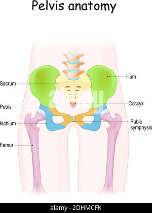 Anatomie pelvienne. Structure de couleur du squelette pelvien : sacrum, ilium, coccyx, pubis, ischium et fémur. Illustration vectorielle Illustration de Vecteur