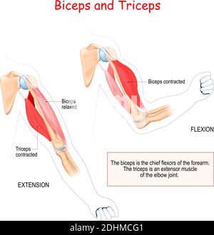 biceps et triceps. Muscles antagonistes. Les biceps sont les principaux fléchisseurs de l'avant-bras. Le triceps est un muscle extenseur de l'articulation du coude. Illustration de Vecteur