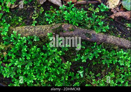 Spikemoss (Selaginella sp.) pousse sur le fond forestier de la forêt impénétrable de Bwindi, en Ouganda. Banque D'Images