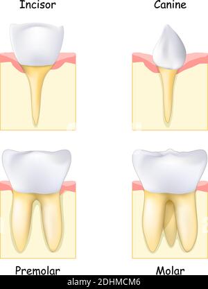 Différents types de dents: De Canine et Incisor à Molar et Premolar. Ensemble de dents humaines réalistes. Dent, gomme et os. Illustration vectorielle Illustration de Vecteur