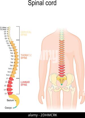 Moelle épinière. Sections de la colonne vertébrale : colonne cervicale, thoracique et lombaire, sacrum et coccyx. Silhouette humaine avec colonne vertébrale Illustration de Vecteur