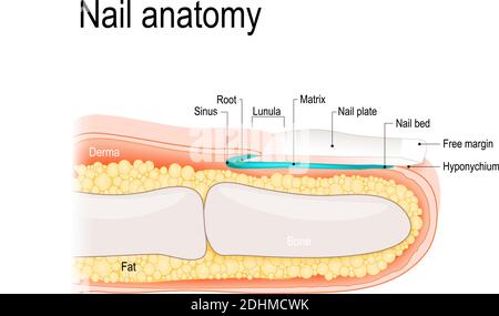 Structure de la Nail. Anatomie humaine. Illustration de Vecteur