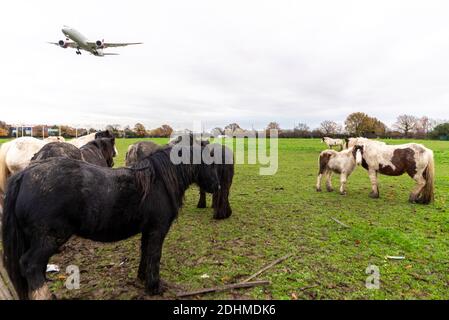 Des chevaux sauvages dans un champ sous l'approche d'un avion de ligne à réaction atterrissant à l'aéroport de Londres Heathrow, Royaume-Uni. Le bétail mouillé a été englué dans les déchets Banque D'Images