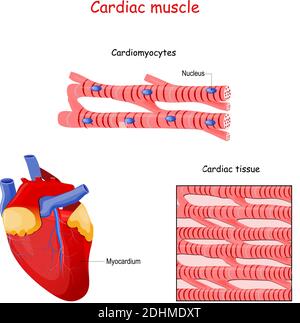 Structure des fibres musculaires cardiaques. Anatomie du cardiomyocyte. Arrière-plan du tissu musculaire cardiaque. Ensemble d'illustrations vectorielles Illustration de Vecteur