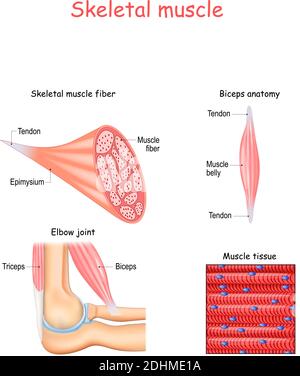 Structure des fibres du muscle squelettique. Anatomie des biceps et des triceps. Arrière-plan du tissu musculaire. Jeu d'illustrations vectorielles pour l'enseignement Illustration de Vecteur