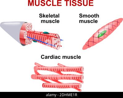 Types de tissu musculaire. Muscle squelettique, muscle lisse, muscle cardiaque. Illustration de Vecteur