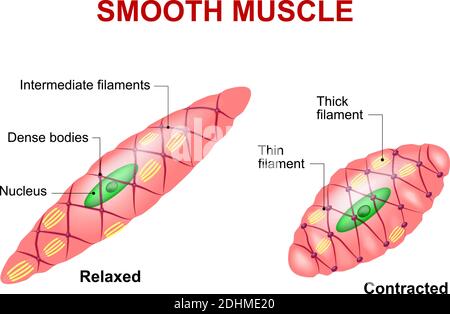 Tissu musculaire lisse. Anatomie d'une cellule musculaire lisse détendue et contractée Illustration de Vecteur
