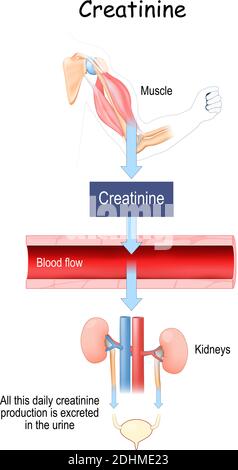 La créatinine (SCR) est un paramètre permettant d'évaluer la fonction rénale. Il est produit dans le muscle squelettique. Illustration de Vecteur