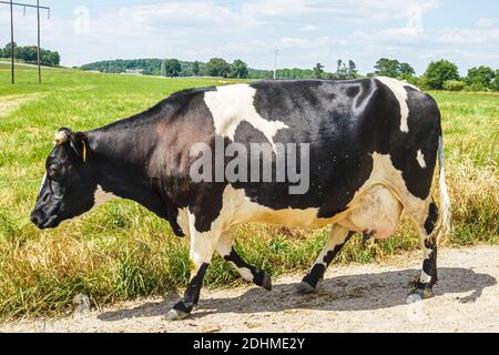 Alabama Alexandria Wright ferme laitière veaux vaches pâturage, en gros fromager ferme laitière vache venant de la maison de pâturage, Banque D'Images