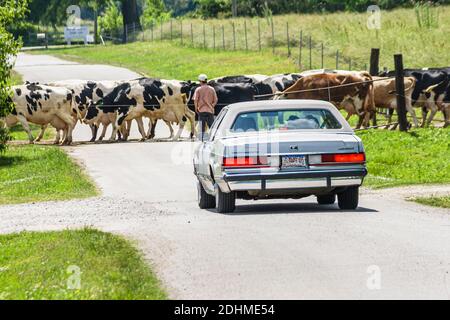 Alabama Alexandria Wright ferme laitière veaux vaches pâturage, en gros fromager ferme laitière vache qui vient de la maison de pâturage, croisant la voiture de blocage Banque D'Images