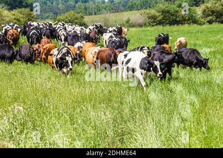 Alabama Alexandria Wright ferme laitière veaux vaches pâturage, en gros fromager ferme laitière vache venant de la maison de pâturage, Banque D'Images