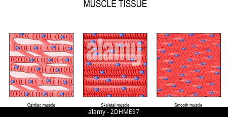 tissu musculaire. Muscle squelettique, lisse (dans un tractus gastro-intestinal) et muscle cardiaque (dans un cœur). Types de cellules musculaires. Vecteur à usage médical Illustration de Vecteur