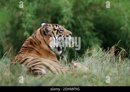 un tigre fatigué qui s'ébarde ou qui gromet, allongé sur l'herbe et qui se détend Banque D'Images