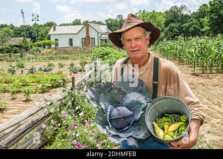 Alabama Dothan Landmark Park Living History Farm 1890's, fermier moissonnant choux légumes jardin, Banque D'Images