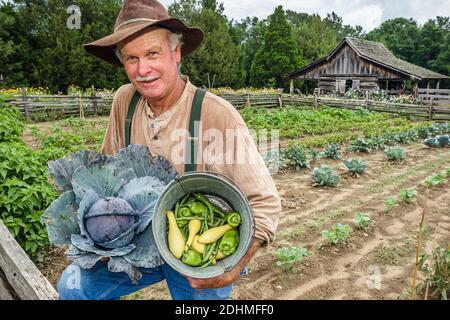 Alabama Dothan Landmark Park Living History Farm 1890's, fermier moissonnant choux légumes jardin, Banque D'Images