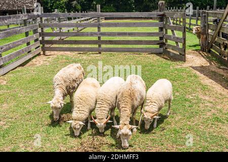 Alabama Dothan Landmark Park Living History Farm 1890's, pâturage des moutons, Banque D'Images