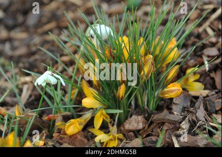 Crocus doré (Crocus chrysanthus) Fuscotinctus et doubles gouttes d'eau (Galanthus flore Pleno) fleurit dans un jardin en mars Banque D'Images