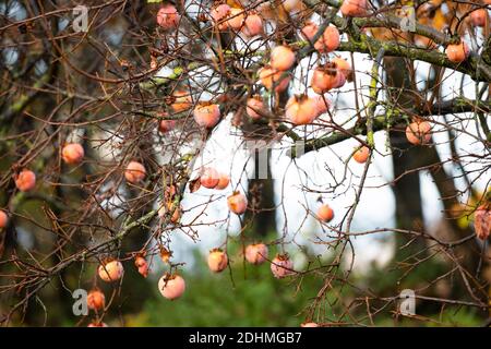 (Mise au point sélective) vue imprenable sur l'arbre Persimmon, un arbre unique qui produit des fruits merveilleux appelés Kaki à l'automne. Banque D'Images