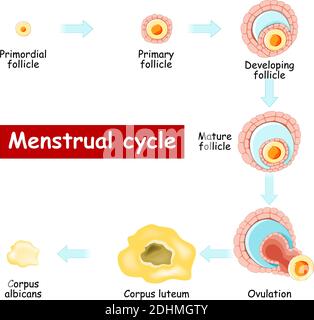 Cycle menstruel. Changements dans l'ovaire : du follicule en développement à l'ovulation et à Corpus lutéum. Carte de biologie. Diagramme vectoriel. Maturation d'un follicule Illustration de Vecteur