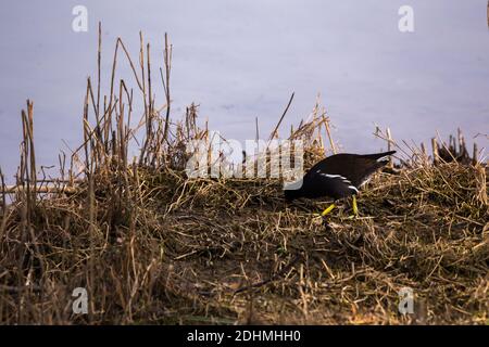 Moorhen Gallinula chloropus recherche de nourriture dans le sec herbe avec de l'eau derrière Banque D'Images