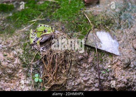 Grenouille de piscine Rana lessonae debout sur une herbe humide près boue Banque D'Images