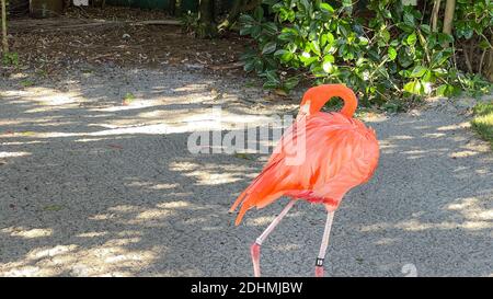 Les flamants rose et orange la sieste et balade autour dans un stylo à un zoo. Banque D'Images