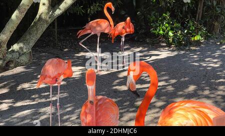 Les flamants rose et orange la sieste et balade autour dans un stylo à un zoo. Banque D'Images