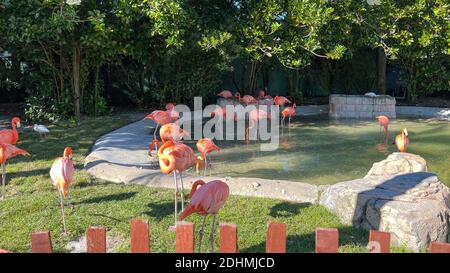 Les flamants rose et orange la sieste et balade autour dans un stylo à un zoo. Banque D'Images