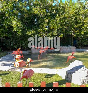 Les flamants rose et orange la sieste et balade autour dans un stylo à un zoo. Banque D'Images