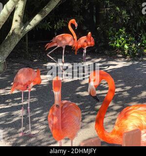 Les flamants rose et orange la sieste et balade autour dans un stylo à un zoo. Banque D'Images