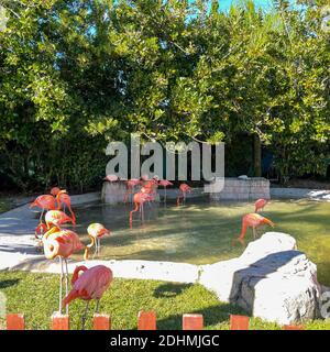 Les flamants rose et orange la sieste et balade autour dans un stylo à un zoo. Banque D'Images