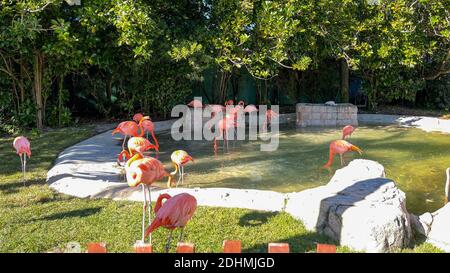 Les flamants rose et orange la sieste et balade autour dans un stylo à un zoo. Banque D'Images