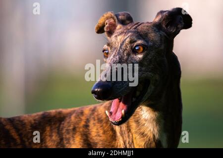 Chien espagnol Greyhound Galgo debout avec visage ouvert de portrait de muzzle gros plan Banque D'Images
