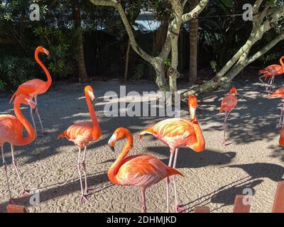 Les flamants rose et orange la sieste et balade autour dans un stylo à un zoo. Banque D'Images