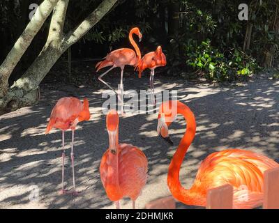 Les flamants rose et orange la sieste et balade autour dans un stylo à un zoo. Banque D'Images