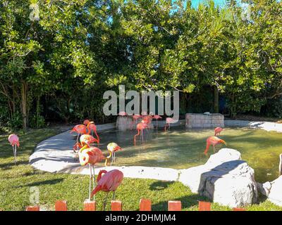 Les flamants rose et orange la sieste et balade autour dans un stylo à un zoo. Banque D'Images