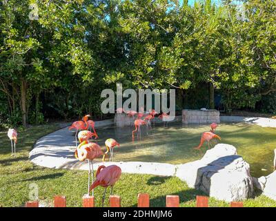 Les flamants rose et orange la sieste et balade autour dans un stylo à un zoo. Banque D'Images